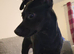1 famale patterdale
