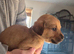 Staff x lab puppies ready to go