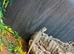 Bearded Dragons Various Morphs