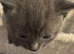 8 weeks kittens