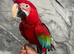 Stunning HandReared Hand Tame Talking Greenwing Macaw