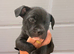 READY TO LEAVE STAFFY PUPS
