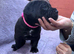 Beautiful cane corso puppies for sale 2 boys-3 girls ready for loving home