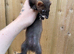 Eu x black small type 14weeks old