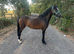 Project pony