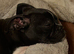 Boxer x french bulldog - only 3 left out litter of 6.