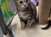 Torbie kitten for sale