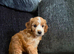 Ready from 11th August - Gorgeous Cockapoo Puppies