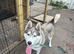 10 month old male husky