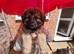 5 large GSD puppies for sale