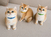 Tica registered ny12 British Shorthair Boys