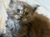 Large Maine coon kittens