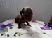Dachshund