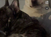 Beautiful frug puppies intime for Christmas