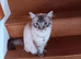 Neutered male Ragdoll for sale.