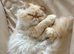 Urgent Home Needed – Suki