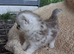 2 beautiful British long hair cross chinchilla kittens