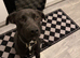 Pup in need of a home