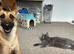 Last female puppy