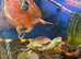Pink Bellied side neck Turtle