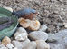 Quails