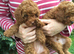 Toy Poodle Boy Puppy