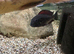 XL Tropheus sp. 'Red' Moliro (Firecracker)