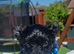 Ready go new homes! Rare Black Yorkshire Terrier