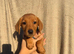 1 Male KC registered Fox Red Labrador READY NOW