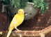 Yellow raza hen canary&rsquo;s