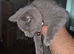 British shorthair