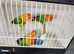 Some green and blue opaline lovebirds for sale