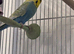 1 yr old Budgies