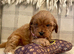 Stunning health tested F1 TOY cavapoos