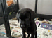 Two pedigree labrador puppies available