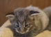 Mainecoon x Norwegin Forest