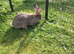 Continental giant rabbit 15 months old female