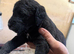 Bedlington x whippet pups Lurcher