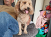 Maltipoo dogs