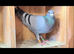 i HAVE YOUNG PIGEONS for sale all colours