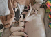 Whippet/blue staffy puppies