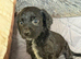 Cocker spaniel puppies