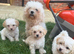 Poochon puppies