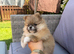KC ORANGE SABLE POMERANIAN GIRL