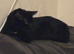 x1 Adult Male Indoor Only Cat for Rehoming