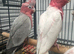 Hand Reared Stunning Baby Galah Cockatoos