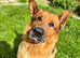 German Shepherd Urgently needs 5* home