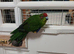 Kakarikis for sale
