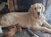 Beautiful Goldendoodle girl