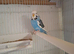 Exposition Budgies
